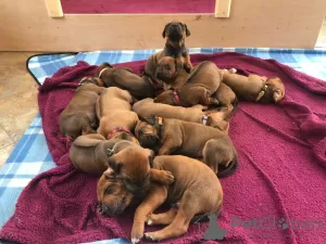 Zdjęcie №1. rhodesian ridgeback - na sprzedaż w Karlsruhe | 1355zł | Zapowiedź №12030