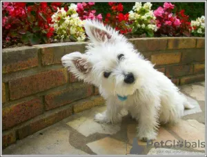 Zdjęcie №3. Szczenięta rasy West Highland White Terrier. USA