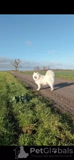 Zdjęcie №3. Szczeniaki Samoyed. Polska