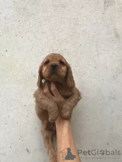 Zdjęcie №3. Cocker spaniel amerykański 4 suczki 1 piesek Szczenięta najwyższej jakości. Turcja