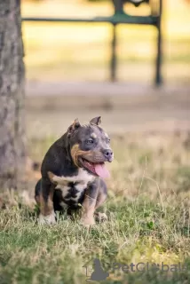 Zdjęcie №2 do zapowiedźy № 62655 na sprzedaż  american bully - wkupić się Mołdawia hodowca