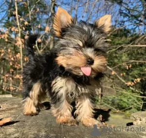 Zdjęcie №1. yorkshire terrier biewer - na sprzedaż w North Miami | negocjowane | Zapowiedź №99314