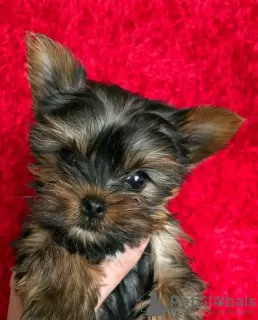 Zdjęcie №2 do zapowiedźy № 125802 na sprzedaż  yorkshire terrier - wkupić się Szwecja 