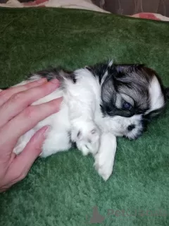 Dodatkowe zdjęcia: Shih Tzu