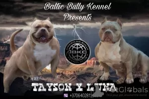 Zdjęcie №1. american bully - na sprzedaż w Wilno | 11660zł | Zapowiedź №30250