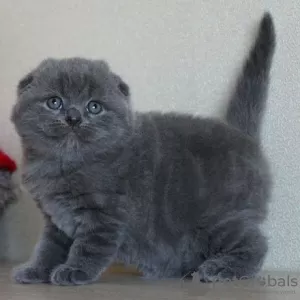 Zdjęcie №2 do zapowiedźy № 122842 na sprzedaż  scottish fold - wkupić się Finlandia 