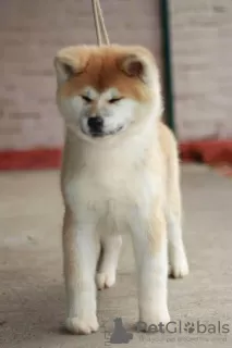 Dodatkowe zdjęcia: Akita Inu