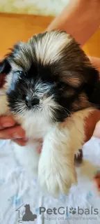 Zdjęcie №3. Sprzedam tsutsenya Shih Tzu. Ukraina