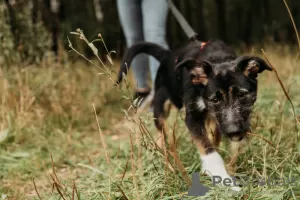 Zdjęcie №3. Rosie, słodka i urocza flirciarka, szuka domu.. Federacja Rosyjska