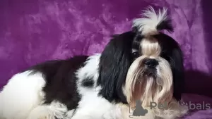 Dodatkowe zdjęcia: Shih tzu