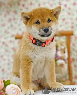 Dodatkowe zdjęcia: Shiba Inu. Szczenięta