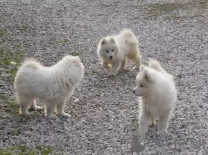 Zdjęcie №2 do zapowiedźy № 41884 na sprzedaż  samojed (rasa psa) - wkupić się Polska hodowca