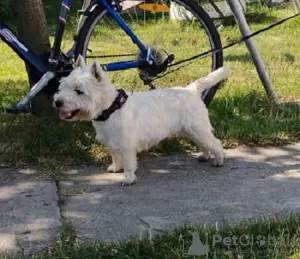 Zdjęcie №1. west highland white terrier - na sprzedaż w Belgrad | negocjowane | Zapowiedź №76292