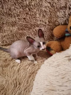 Zdjęcie №4. Sprzedam kot cornish rex w Czeboksary. od żłobka - cena - 1068zł