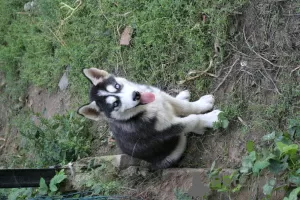 Zdjęcie №3. Husky siberian szczeniaki. Polska