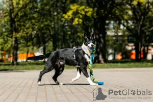 Dodatkowe zdjęcia: Urocza mała Cyganka szuka domu!