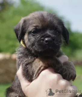 Zdjęcie №4. Sprzedam border terrier w Szczecinek. hodowca - cena - 5053zł