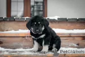 Dodatkowe zdjęcia: Hodowla szczeniąt Khotosho (Buryat Dog) Heritage of Buriatia