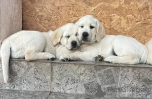 Dodatkowe zdjęcia: Labrador retriever szczenięta