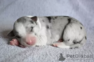 Dodatkowe zdjęcia: szczenięta rasy border collie