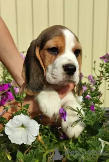 Zdjęcie №3. Szczeniak rasy beagle w hodowli!. Ukraina