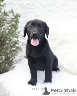 Zdjęcie №4. Sprzedam labrador retriever w Jena. prywatne ogłoszenie, od żłobka, ze schronu - cena - 2089zł