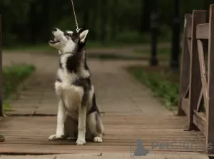 Zdjęcie №3. Szczenięta husky syberyjskie. Federacja Rosyjska