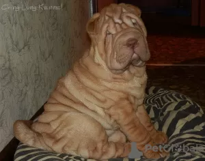 Zdjęcie №2 do zapowiedźy № 8364 na sprzedaż  shar pei - wkupić się Federacja Rosyjska od żłobka