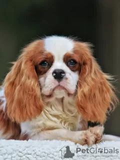 Zdjęcie №2 do zapowiedźy № 43377 na sprzedaż  cavalier king charles spaniel - wkupić się USA prywatne ogłoszenie