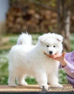 Zdjęcie №2 do zapowiedźy № 100619 na sprzedaż  samojed (rasa psa) - wkupić się Serbia 