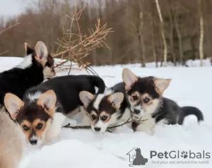 Dodatkowe zdjęcia: Szczenięta Pembroke Welsh Corgi