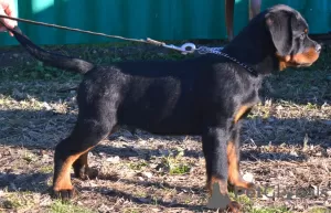 Zdjęcie №4. Sprzedam rottweiler w Werbass.  - cena - negocjowane