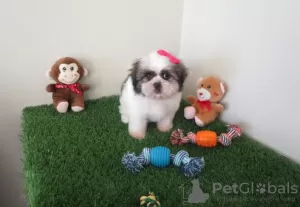 Zdjęcie №1. shih tzu - na sprzedaż w Monachium | 2302zł | Zapowiedź №127493