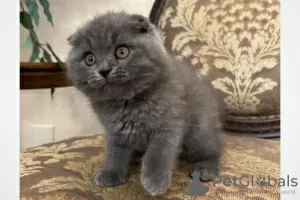 Zdjęcie №1. scottish fold - na sprzedaż w Trier | 1674zł | Zapowiedź № 128563