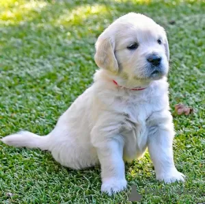 Dodatkowe zdjęcia: Zdrowe, urocze szczenięta golden retrievera są już dostępne w sprzedaży