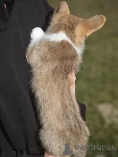 Zdjęcie №1. welsh corgi - na sprzedaż w Brest | 1943zł | Zapowiedź №95181