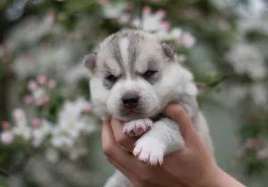 Dodatkowe zdjęcia: Siberian husky szczenięta od rodowitych rodziców