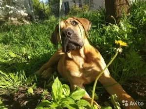 Zdjęcie №1. boerboel - na sprzedaż w Kostroma | 2301zł | Zapowiedź №6882