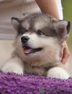 Zdjęcie №1. alaskan malamute - na sprzedaż w Witebsk | negocjowane | Zapowiedź №24030