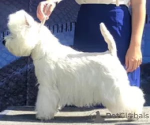 Dodatkowe zdjęcia: szczeniak west highland white terrier z Interchampiona