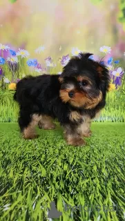 Zdjęcie №2 do zapowiedźy № 129650 na sprzedaż  yorkshire terrier - wkupić się Finlandia hodowca