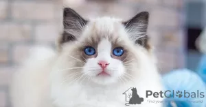 Zdjęcie №3. Kocięta Blue Eyes Ragdoll dostępne do ponownego zamieszkania. Estonia