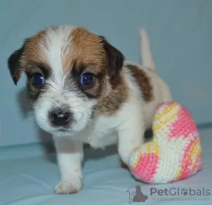 Zdjęcie №1. jack russell terrier - na sprzedaż w Москва | negocjowane | Zapowiedź №45136