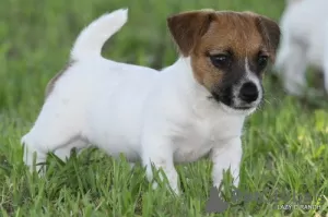 Zdjęcie №1. jack russell terrier - na sprzedaż w Čakovec | Bezpłatny | Zapowiedź №92426