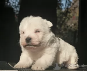 Dodatkowe zdjęcia: Szczenięta rasy West Highland White Terrier, dziewczynki