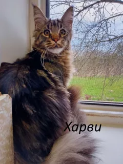 Zdjęcie №1. maine coon - na sprzedaż w Vladimir | 848zł | Zapowiedź № 6465