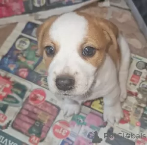 Zdjęcie №3. Entzückende männliche Jack-Russel-Welpen suchen ihr Zuhause für immer. Niemcy