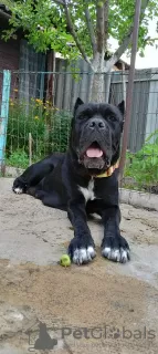 Zdjęcie №3. Rasowe szczenięta Cane Corso. Mołdawia