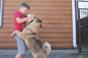 Zdjęcie №4. Sprzedam akita amerykańska w Łabinsk. hodowca - cena - negocjowane