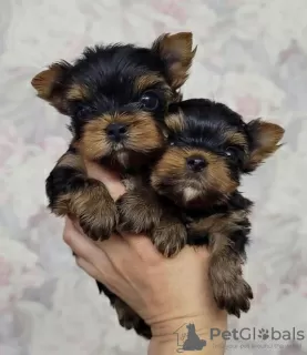 Zdjęcie №1. yorkshire terrier - na sprzedaż w Lazise | 1465zł | Zapowiedź №81113